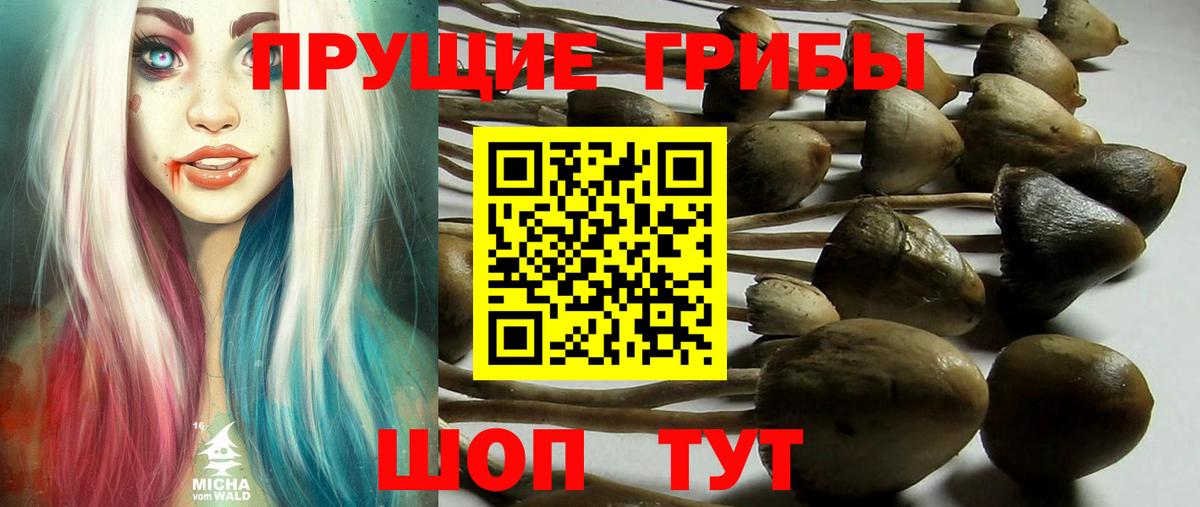 Галлюциногенные грибы Psilocybe Мурманск